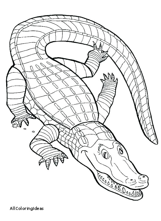 653x897 Alligator Coloring Pages For Kids Deepart
