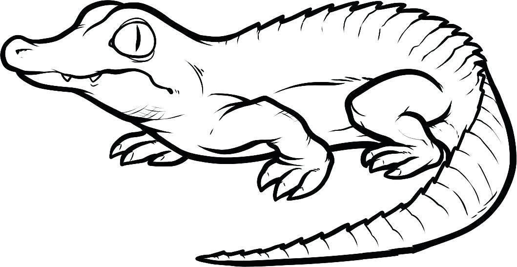 1059x547 Alligator Coloring Pages Alligator Coloring Book As Well As