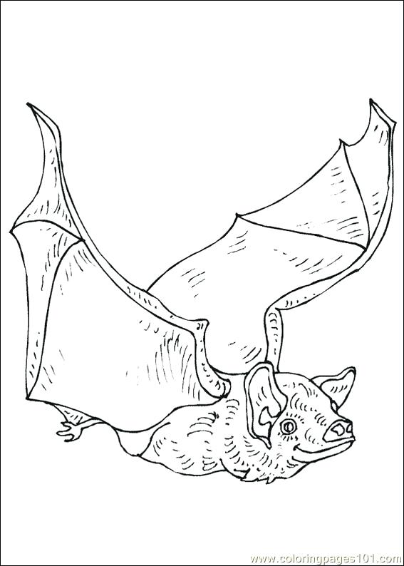 Cute Baby Bat Coloring Pages Kids Coloring Bats Coloring Pages 567x794 Cute Baby Bat Coloring Pages Kids Coloring Bats Coloring Pages