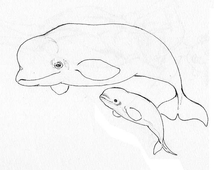 740x586 Animal Coloring Pages Beluga Whale Endangered Page