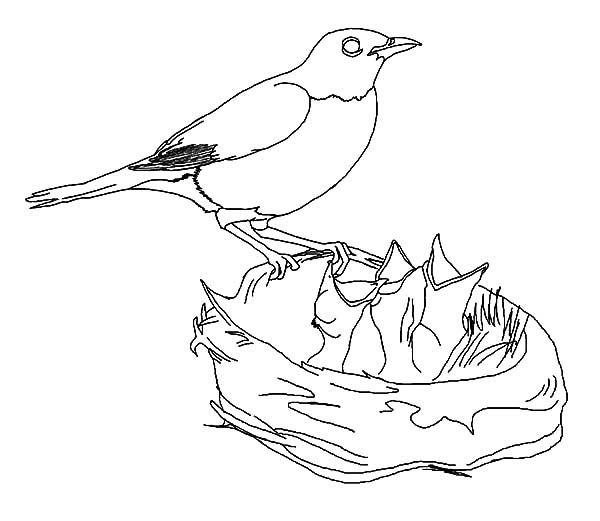 Hungry Baby Bird In Bird Nest Coloring Pages Best Place To Color 600x521 Hungry Baby Bird In Bird Nest Coloring Pages Best Place To Color