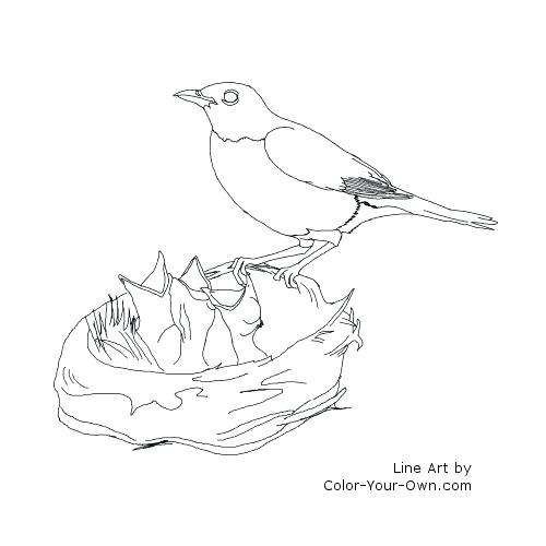 Baby Bird Coloring Page Baby Bird Printable Coloring Pages 500x500 Baby Bird Coloring Page Baby Bird Printable Coloring Pages