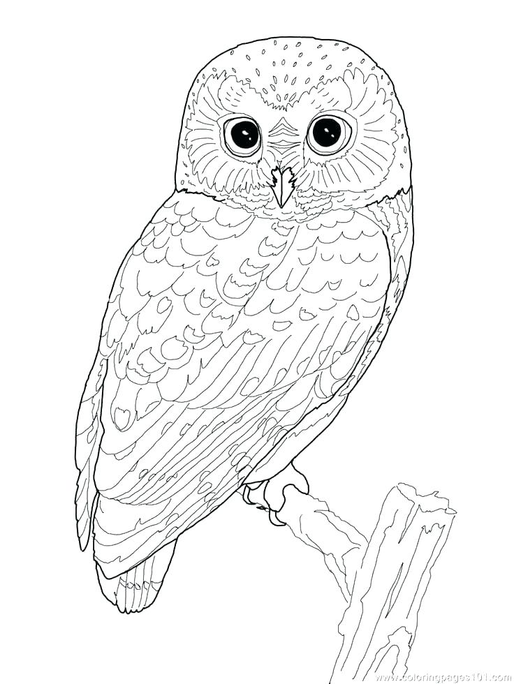 Baby Bird Coloring Page Bird Coloring Books Cute Bird Coloring 736x980 Baby Bird Coloring Page Bird Coloring Books Cute Bird Coloring