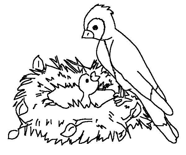 Baby Bird Coloring Pages 600x500 Baby Bird Coloring Pages
