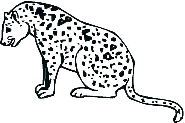 Cheetah Coloring Page Hunting Cheetah Coloring Pages Cheetah 618x412 Cheetah Coloring Page Hunting Cheetah Coloring Pages Cheetah