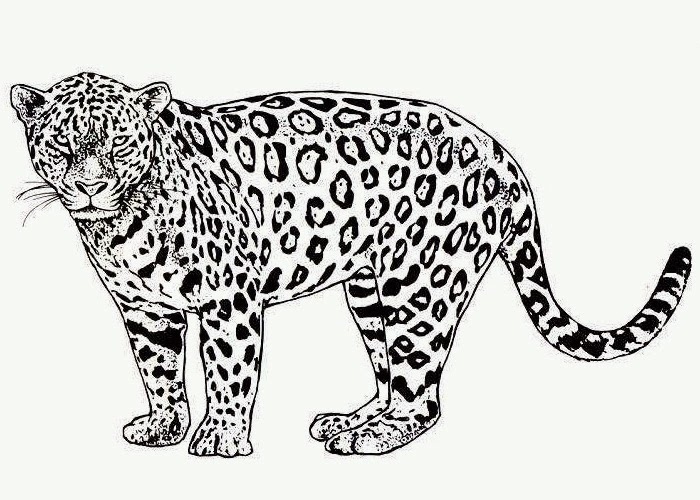 Cheetah Coloring Pages Lovely Cheetah Coloring Page Kids 700x500 Cheetah Coloring Pages Lovely Cheetah Coloring Page Kids