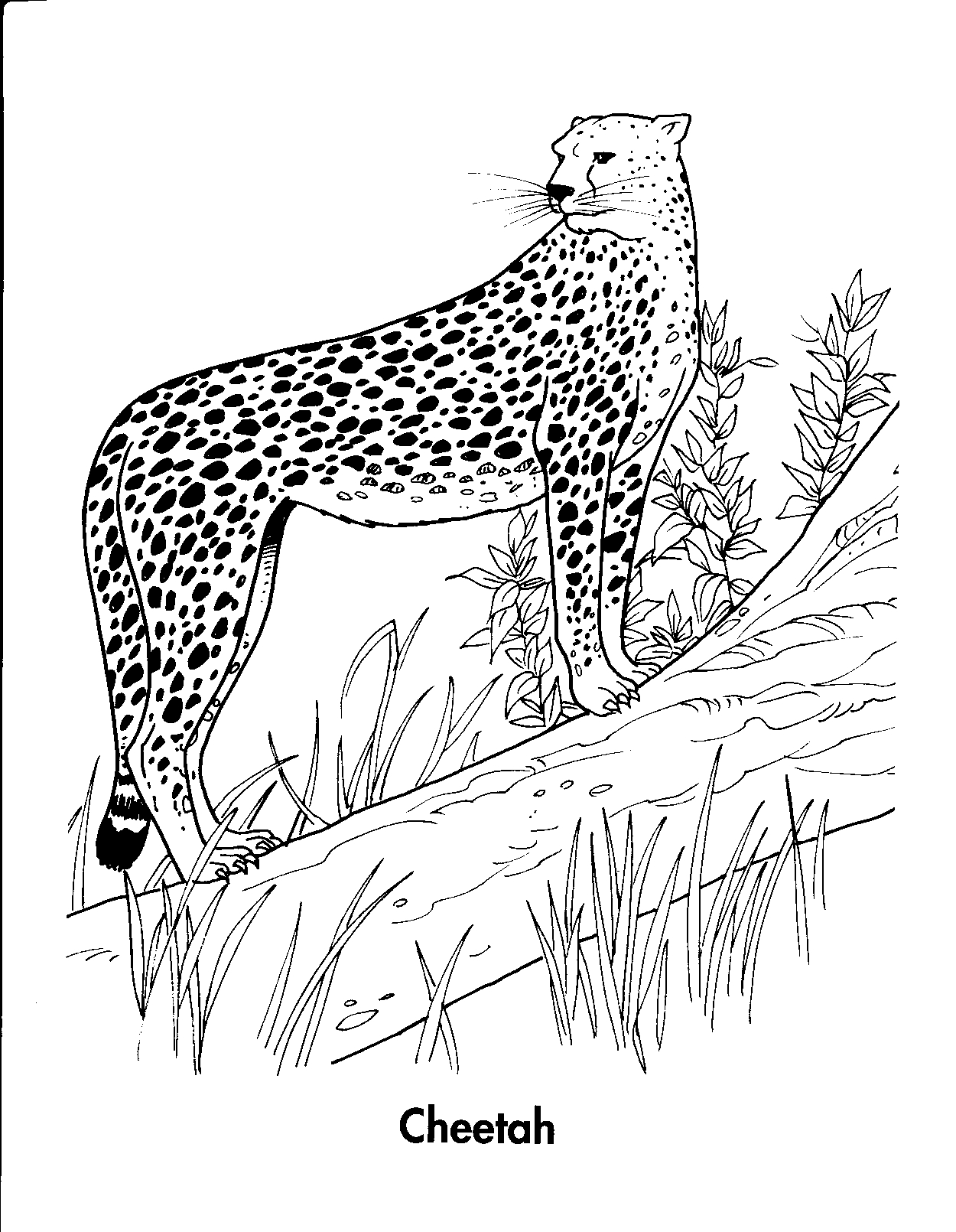 Cheetah Coloring Pages Standing On Tree 1250x1610 Cheetah Coloring Pages Standing On Tree