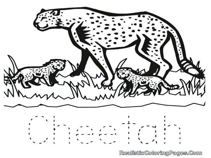 Baby Cheetah Coloring Pages Cheetah Coloring Page Amusing Cheetah 687x515 Baby Cheetah Coloring Pages Cheetah Coloring Page Amusing Cheetah