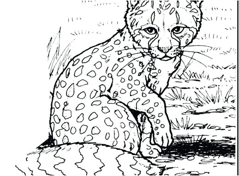 Snow Leopard Coloring Pages 827x609 Snow Leopard Coloring Pages