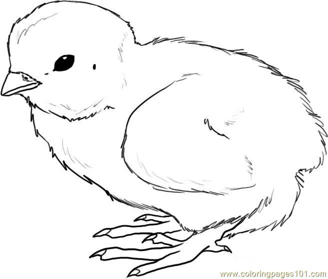 656x559 Top 66 Chick Coloring Pages