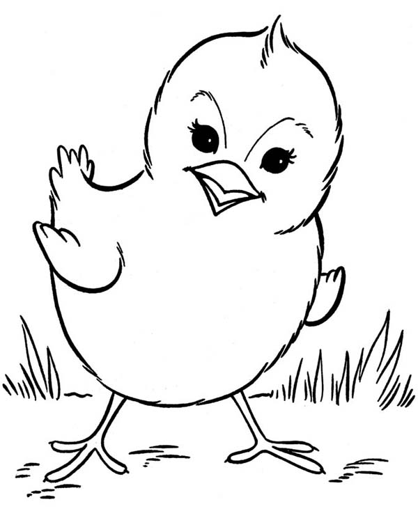 600x734 Baby Chick Coloring Pages