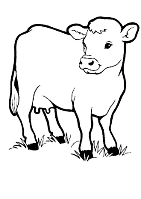 600x844 Coloring Pages Of Baby Cows