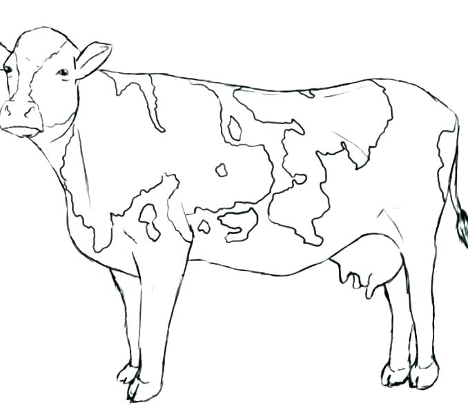 Baby Cow Coloring Pages at GetColorings.com | Free printable colorings ...