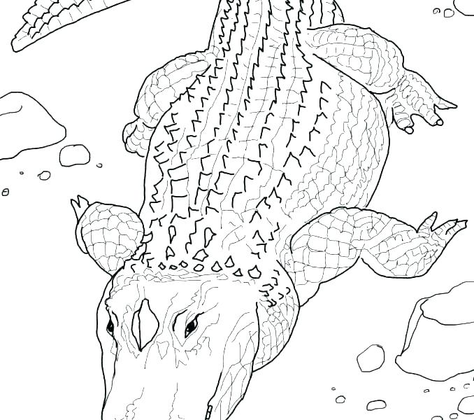 678x600 Alligator Coloring Pages Crocodile Coloring Pages Crocodile