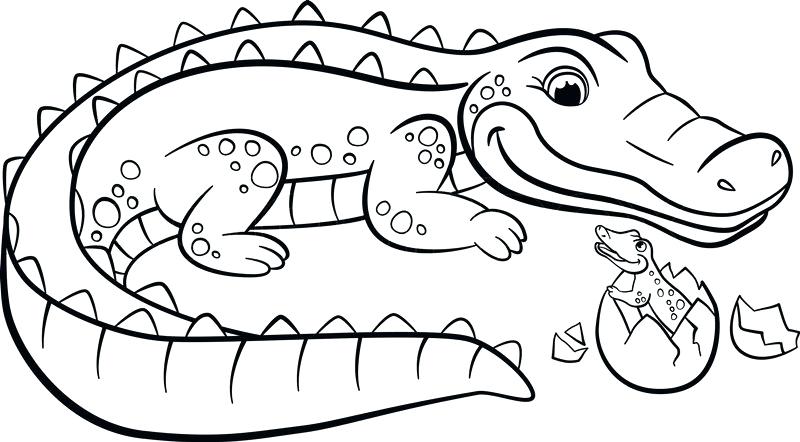 800x442 Cute Baby Alligator Coloring Pages Cute Alligator Coloring Pages