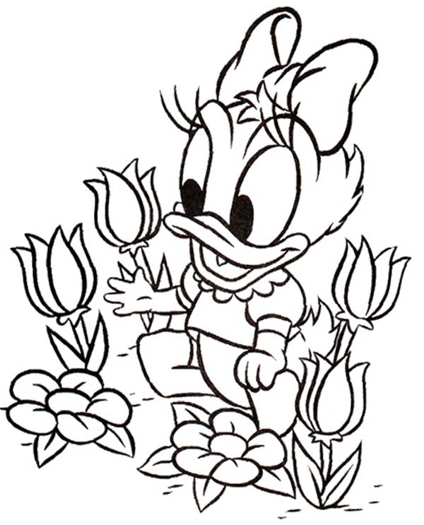 600x743 Baby Daisy Duck Picking Flower Coloring Page Coloring Sun