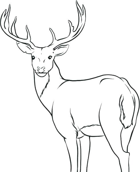 489x600 Deer Coloring Pages Baby Deer Coloring Page Deer Colori Pages Deer