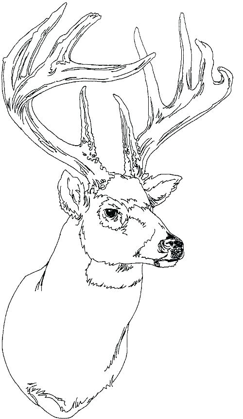 500x860 Deer Coloring Pages Deer Hunting Coloring Pages Amazing Baby Deer