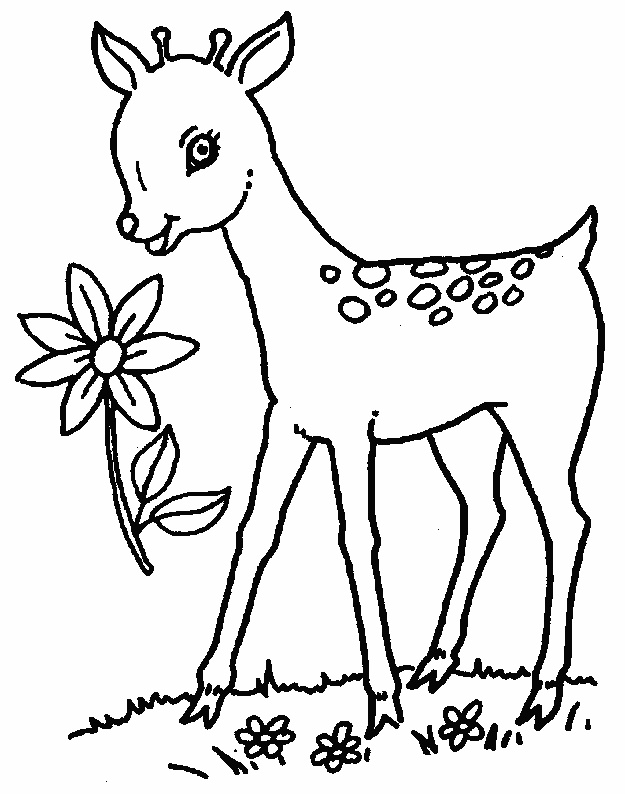 625x794 Baby Deer Coloring Pages Clipart Panda