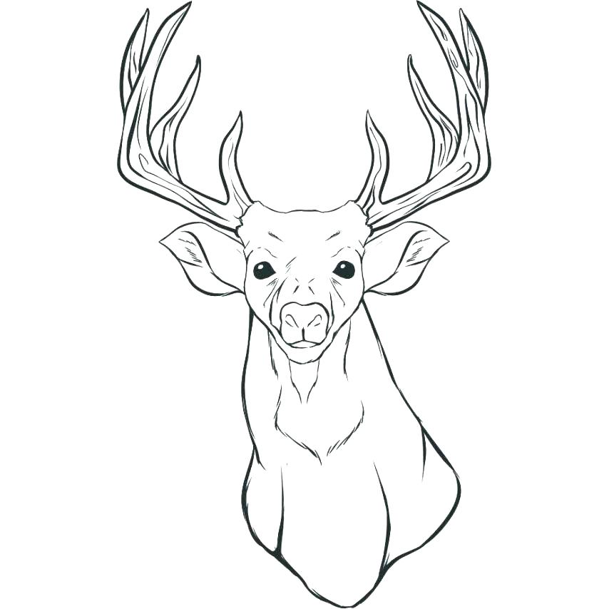 854x854 Baby Deer Coloring Pages Coloring Pages Deer Whitetail Deer