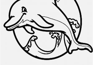 300x210 Baby Dolphin Coloring Pages Pictures Galapagos Sea Lion Posing