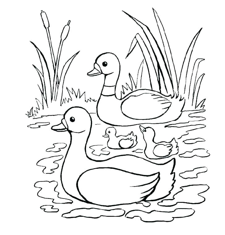 Baby Duck Coloring Pages Duck Color Pages Mallard Duck Coloring 728x760 Baby Duck Coloring Pages Duck Color Pages Mallard Duck Coloring