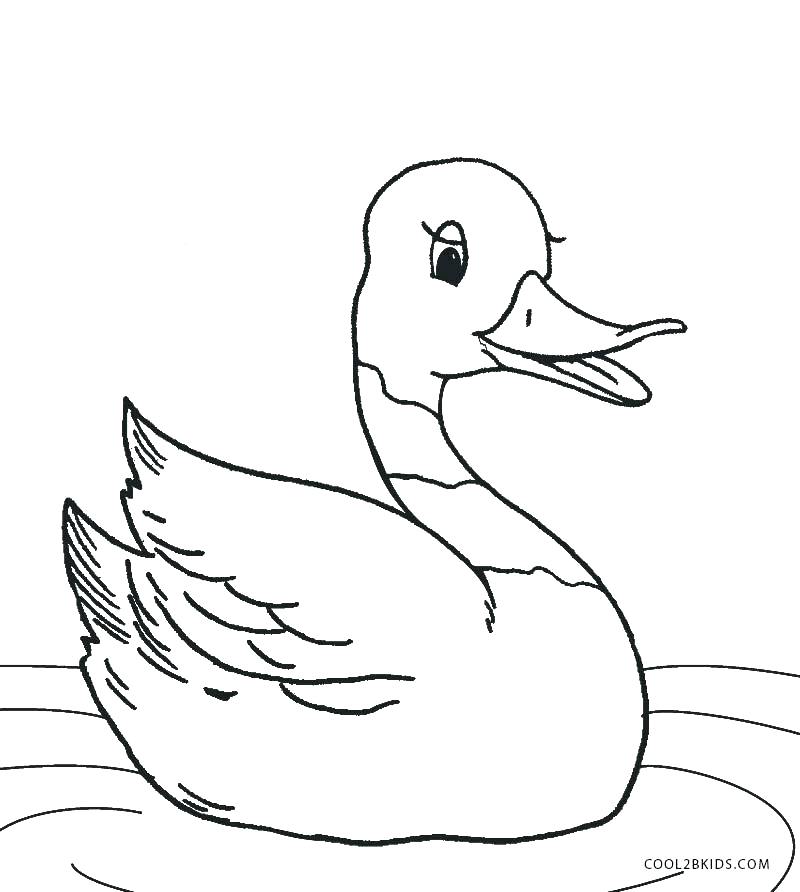 Coloring Pictures Of Ducks Coloring Page Duck Pages Ducks Mallard 800x892 Coloring Pictures Of Ducks Coloring Page Duck Pages Ducks Mallard