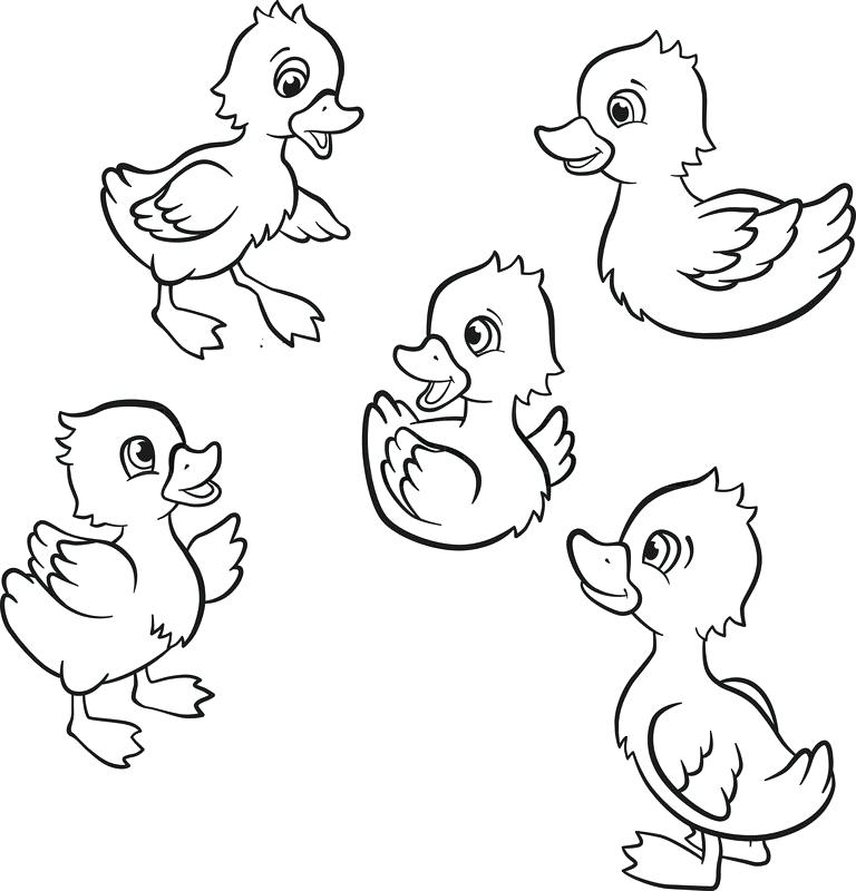 Duckling Coloring Pages Baby Duck Coloring Pages Pin Drawn Duck 768x800 Duckling Coloring Pages Baby Duck Coloring Pages Pin Drawn Duck