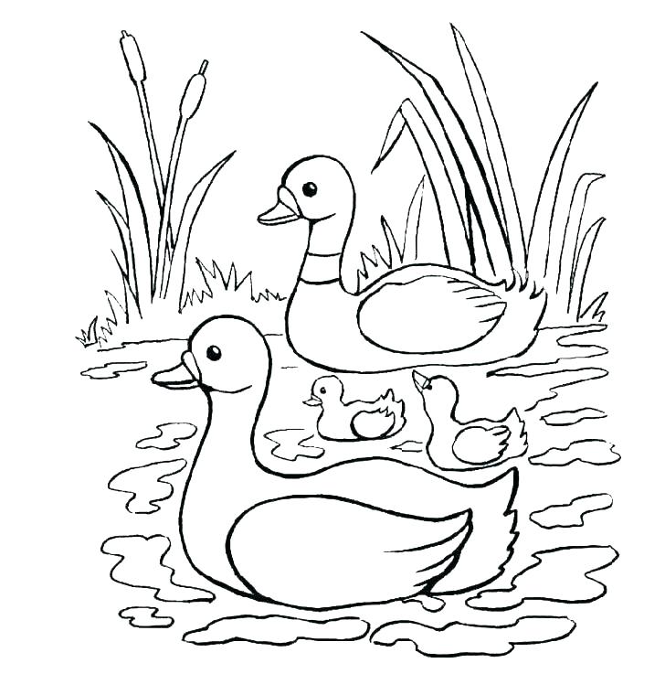 Ducks Coloring Page Baby Duck Coloring Pages Duck Color Pages 728x760 Ducks Coloring Page Baby Duck Coloring Pages Duck Color Pages