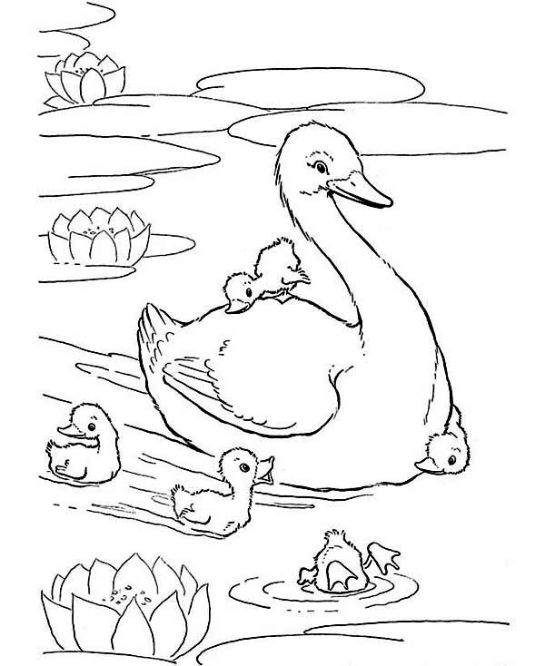 Mother Of Duck And Her Babies Coloring Page 600x734 Mother Of Duck And Her Babies Coloring Page