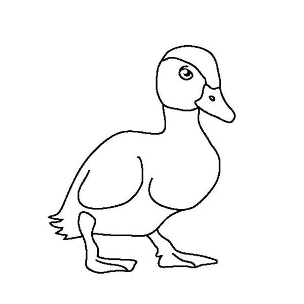 Baby Duck Is A Duckling Coloring Page 600x600 Baby Duck Is A Duckling Coloring Page