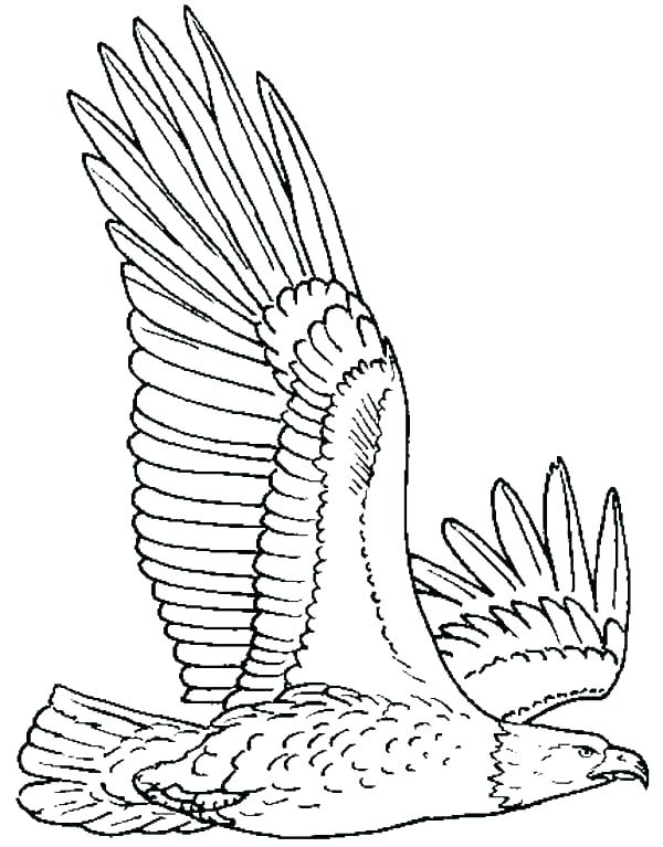Baby Eagle Coloring Page at GetColorings.com | Free printable colorings ...