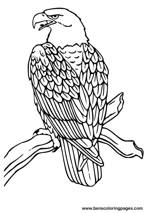 Eagle Coloring Pages 596x873 Eagle Coloring Pages