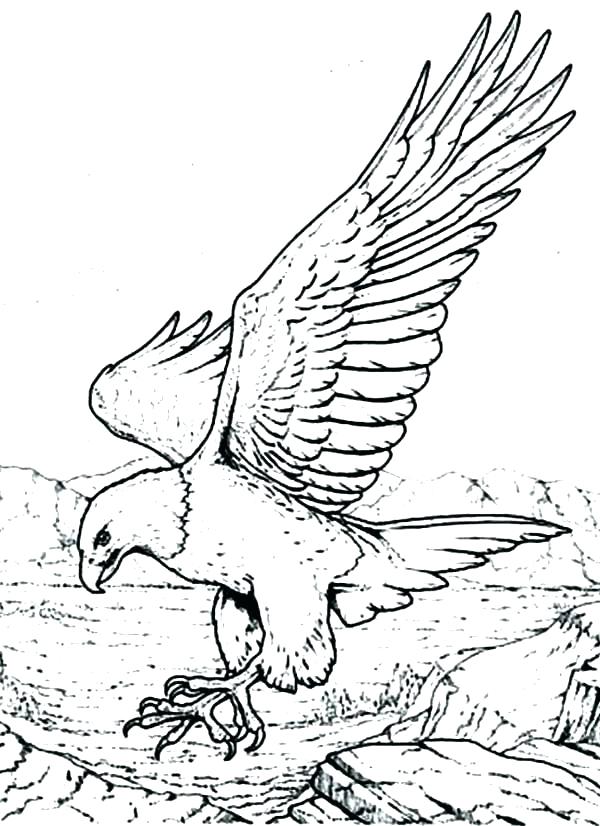 Eagle Coloring Picture Baby Eagle Coloring Pages Golden Eagle 600x826 Eagle Coloring Picture Baby Eagle Coloring Pages Golden Eagle