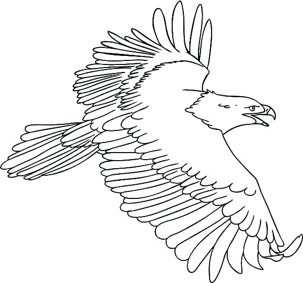 Eagles Coloring Pages Eagle Color Page Eagle Color Page Drawing 600x562 Eagles Coloring Pages Eagle Color Page Eagle Color Page Drawing