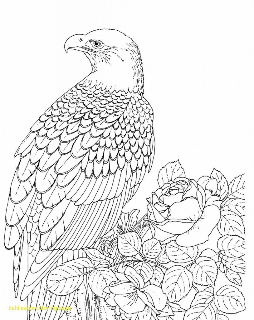 Fine Eagle Coloring Page Realistic Bald Throughout Pages Mandala 814x1024 Fine Eagle Coloring Page Realistic Bald Throughout Pages Mandala