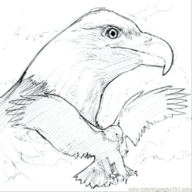 Coloring Bald Eagle Coloring Pages Printable Sketch E Page Free 650x650 Coloring Bald Eagle Coloring Pages Printable Sketch E Page Free