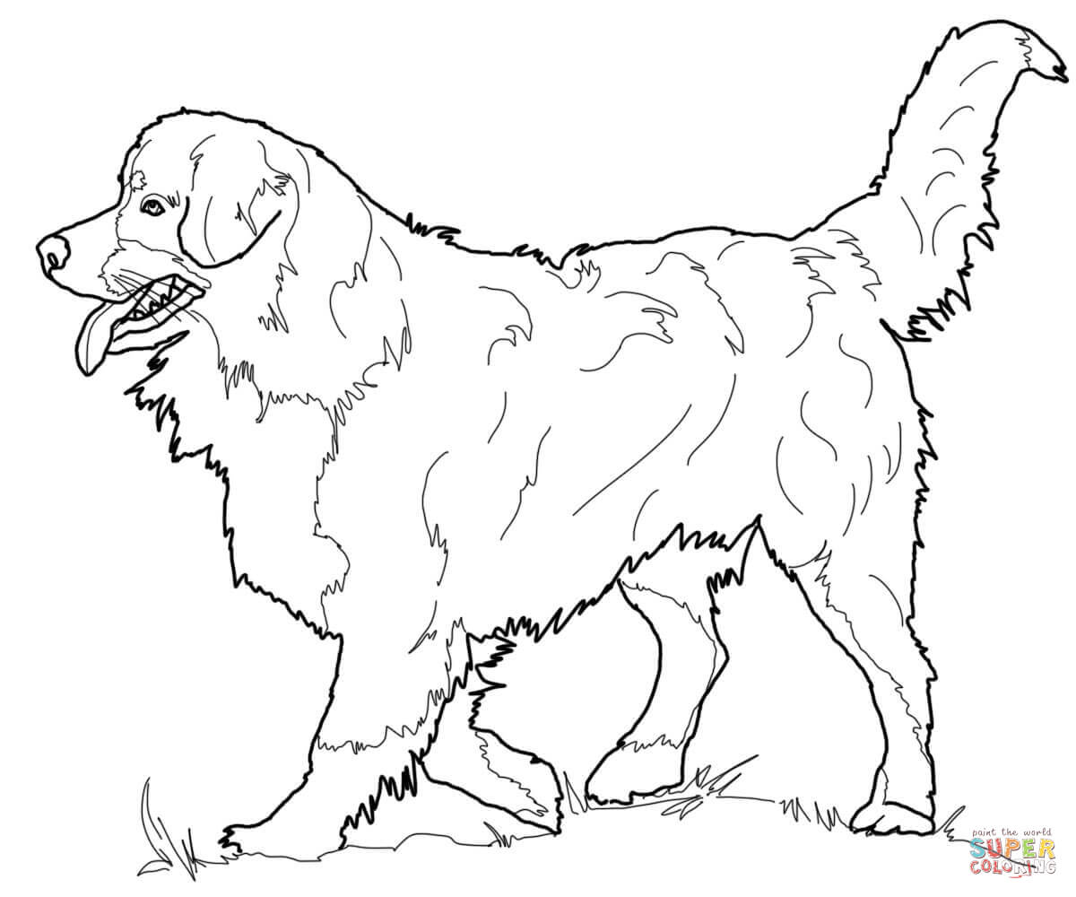 1200x1000 Bernese Mountain Dog Coloring Page Free Printable Pages On German