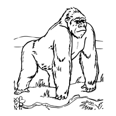 Baby Gorilla Coloring Pages
