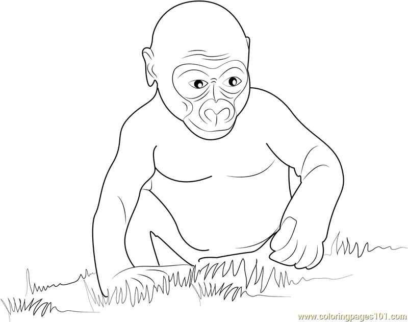 800x631 Gorilla Baby Coloring Page