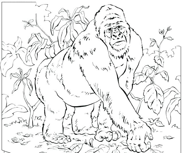 643x536 Gorilla Coloring Pages