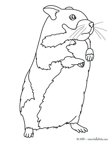 Baby Hamster Coloring Pages at GetColorings.com | Free printable ...