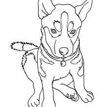 Husky Coloring Pages 220x220 Husky Coloring Pages
