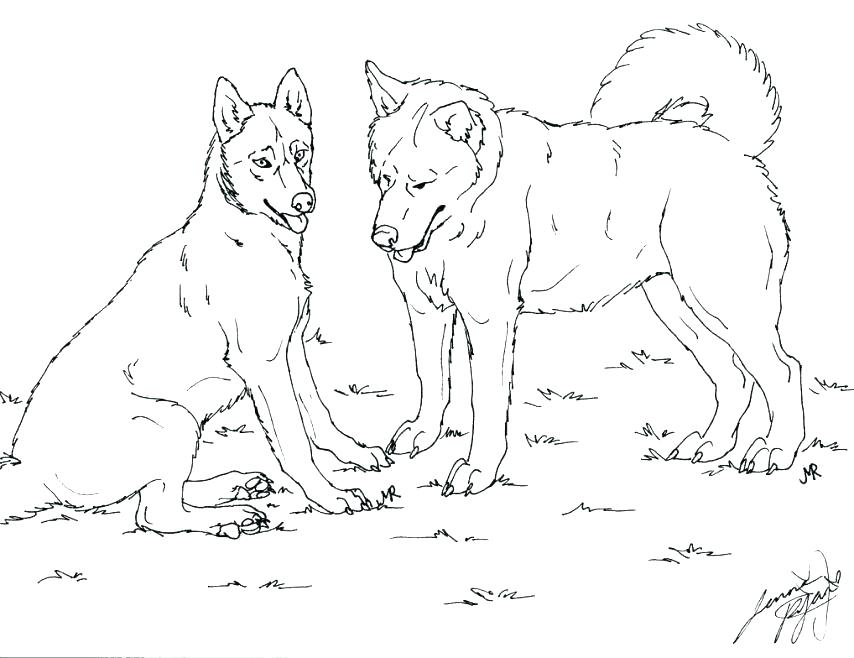 Coloring Page Adult Coloring Book Husky Puppy Malamute Coat 854x658 Coloring Page Adult Coloring Book Husky Puppy Malamute Coat