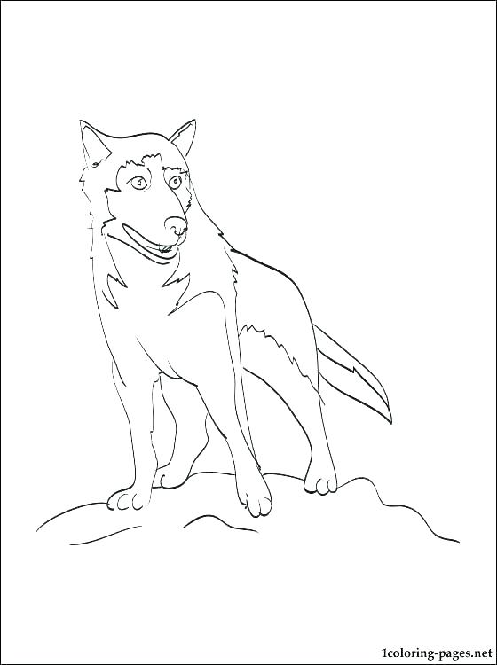 Husky Coloring Pages 560x750 Husky Coloring Pages