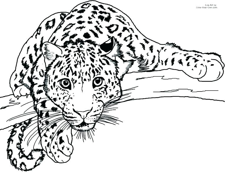 765x588 Baby Jaguar Coloring Pages Leopard Gallery