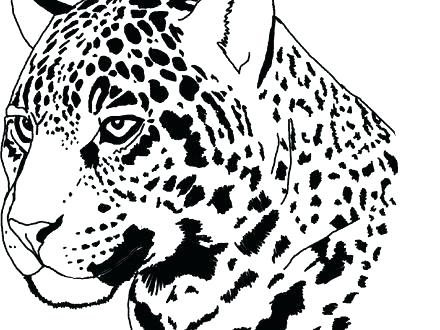 440x330 Jaguar Coloring Page Jaguar Coloring Sheet Jaguar Coloring Page