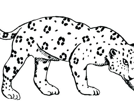 440x330 Jaguar Coloring Pages Jaguar Coloring Pages Pictures Of Baby