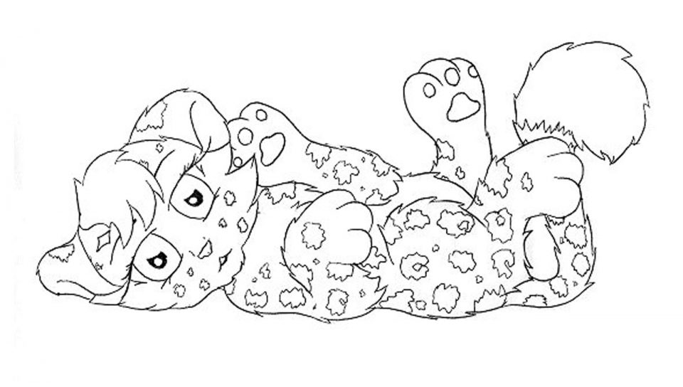 960x544 Rainforestr Coloring Pages Realistic Car Cat Page Baby For Kids