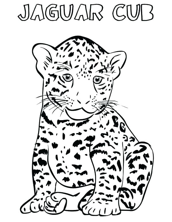 600x776 Baby Jaguar Coloring Pages Baby Jaguar Coloring Pages Free Cub